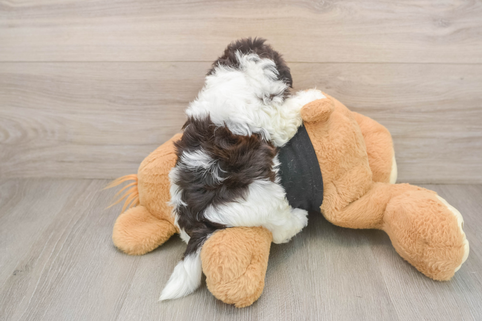 Small Havanese Purebred Pup