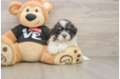 Fluffy Havanezer Purebred Puppy