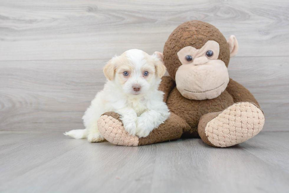 Playful Havanese Purebred Pup