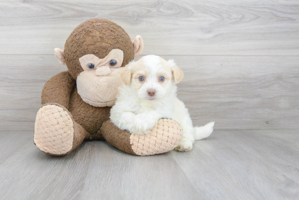 Havanese Pup Being Cute