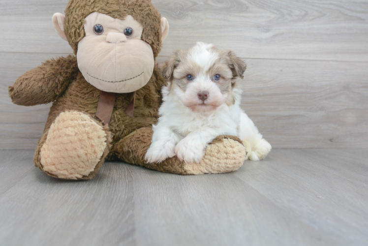 Friendly Havanese Purebred Pup