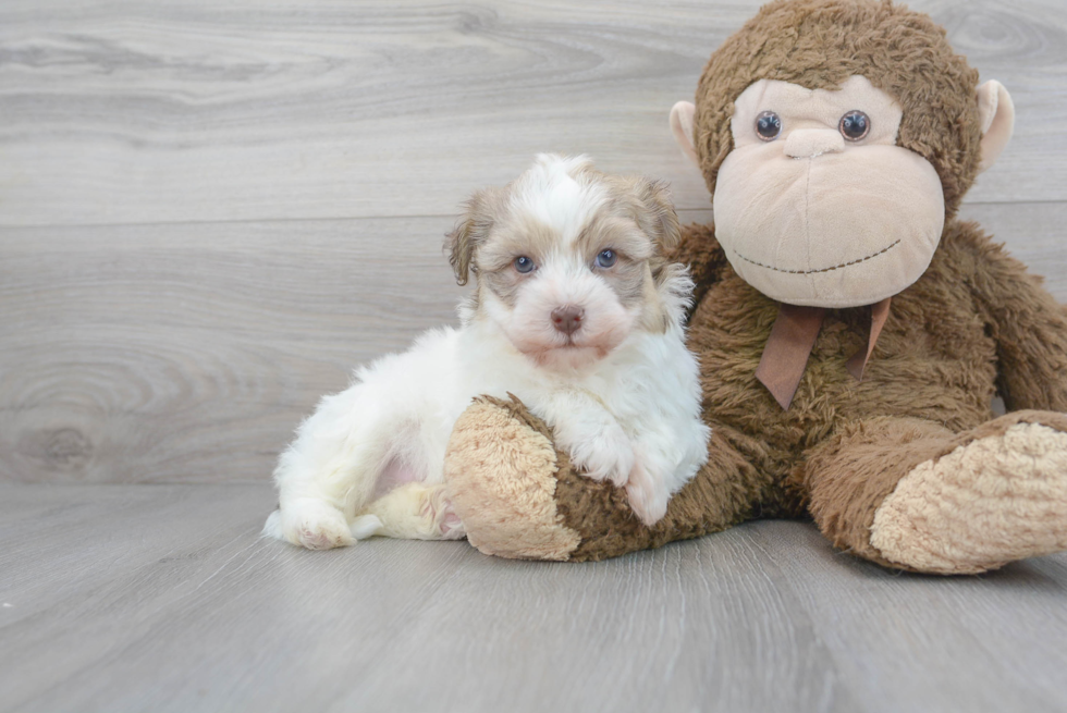 Havanese Puppy for Adoption