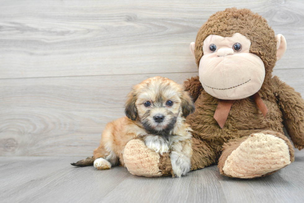 Havanese Puppy for Adoption