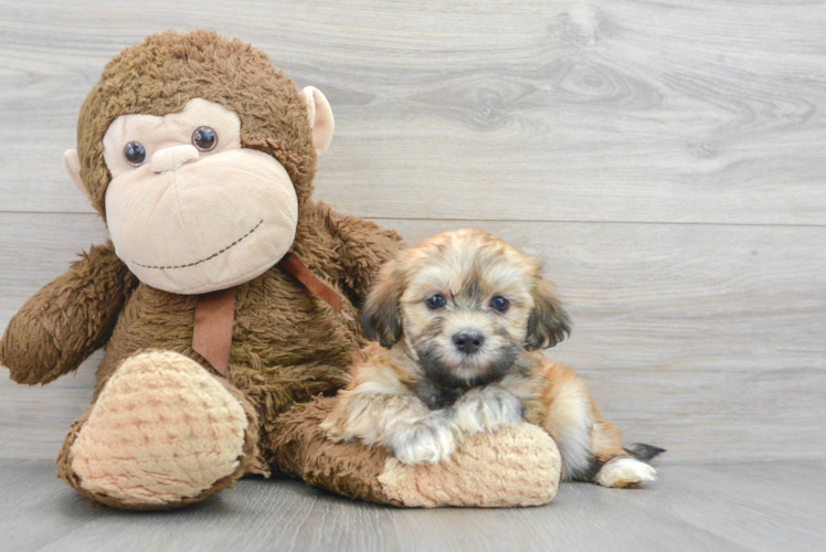 Cute Havanese Purebred Puppy