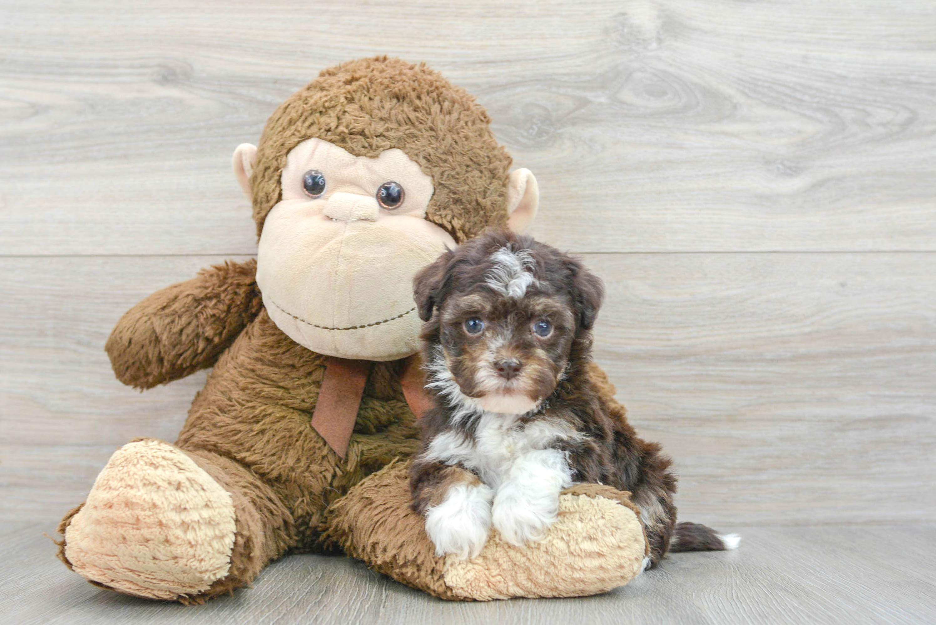 Havanese Puppy for Adoption
