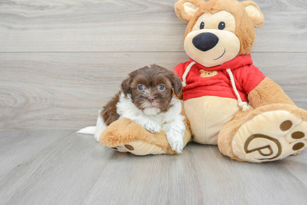 Havanese Pup Being Cute