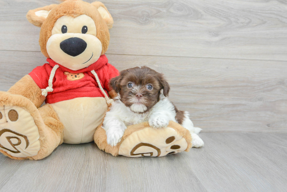 Cute Havanese Purebred Puppy