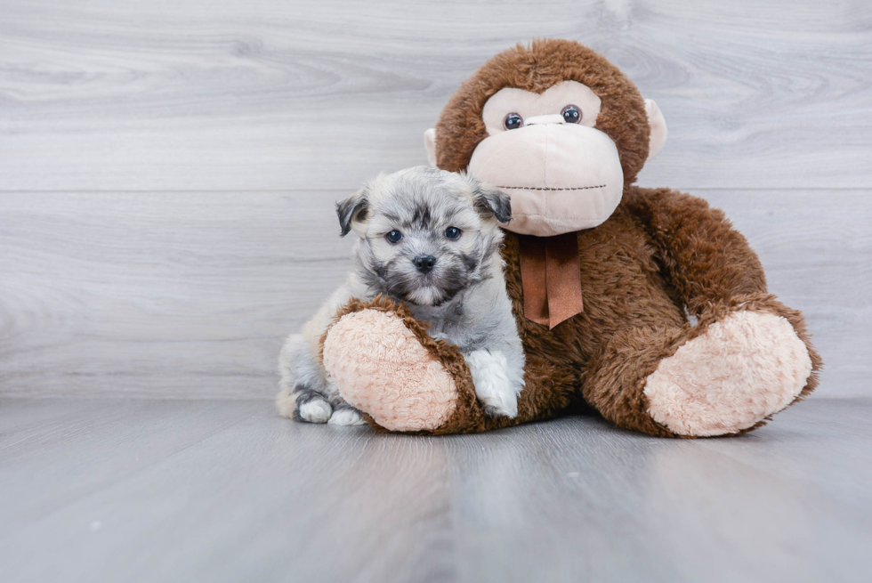 Havanese Pup Being Cute