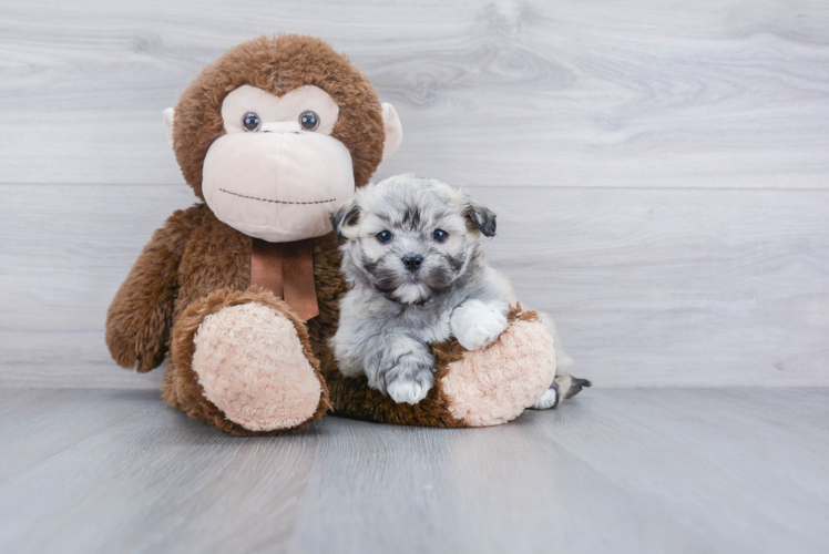 Havanese Pup Being Cute