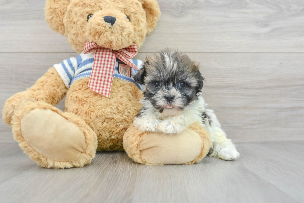 Petite Havanese Purebred Puppy