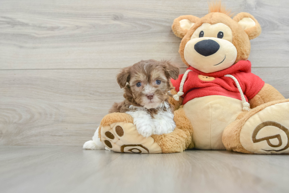 Happy Havanese Cuban Bichon Purebred Puppy