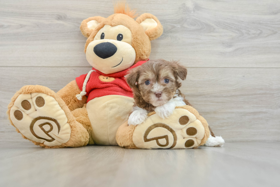 Havanese Pup Being Cute