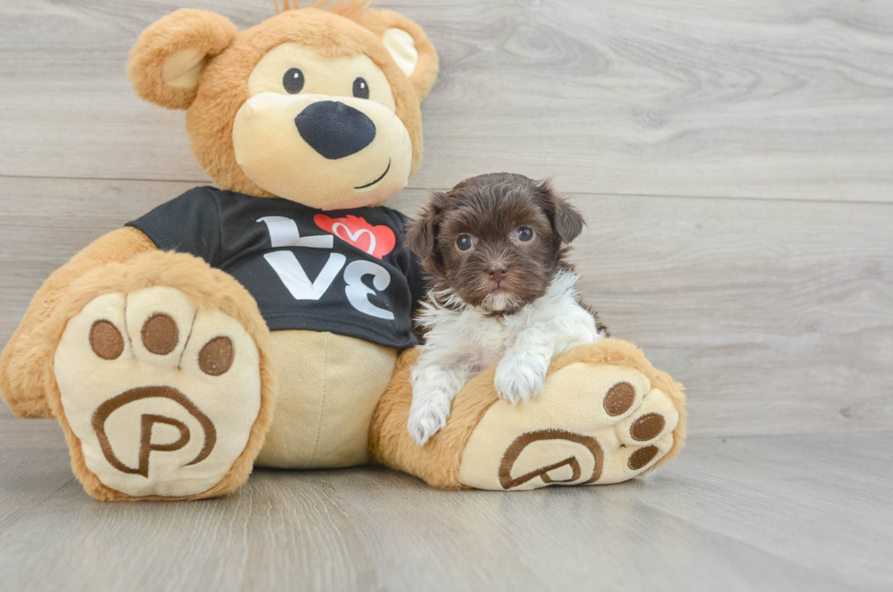 5 week old Havanese Puppy For Sale - Premier Pups