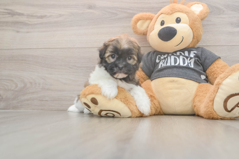 Meet Bonnie - our Havanese Puppy Photo  2/3 - Premier Pups Funny Havanese Purebred Pup