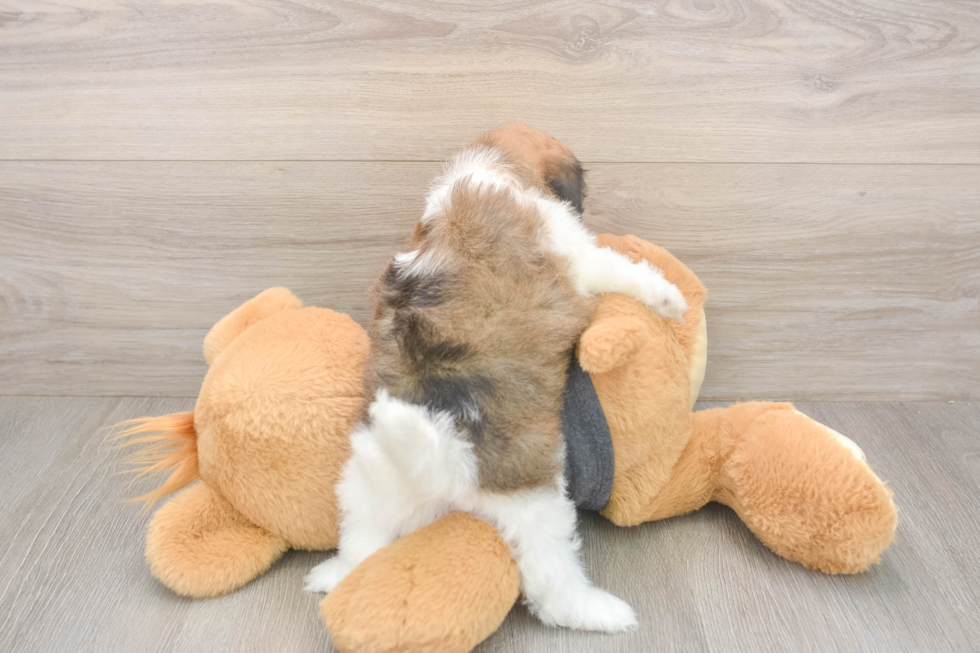 Meet Bonnie - our Havanese Puppy Photo  3/3 - Premier Pups Best Havanese Baby