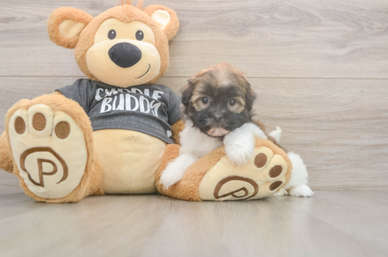 5 week old Havanese Puppy For Sale - Premier Pups Cute Bichon Havanes Purebred Puppy