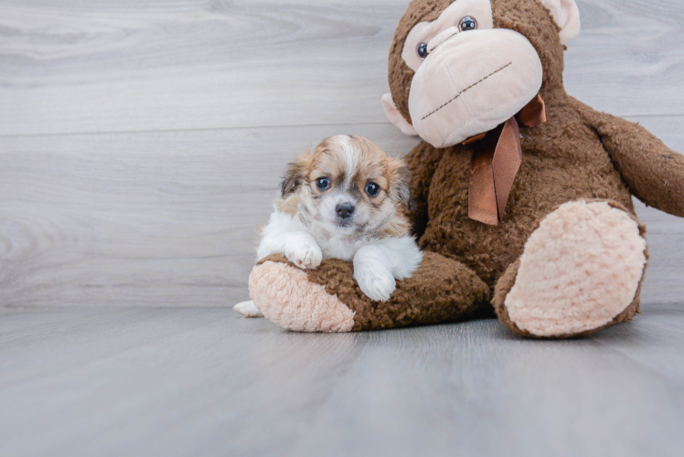 Adorable Havanese Purebred Puppy