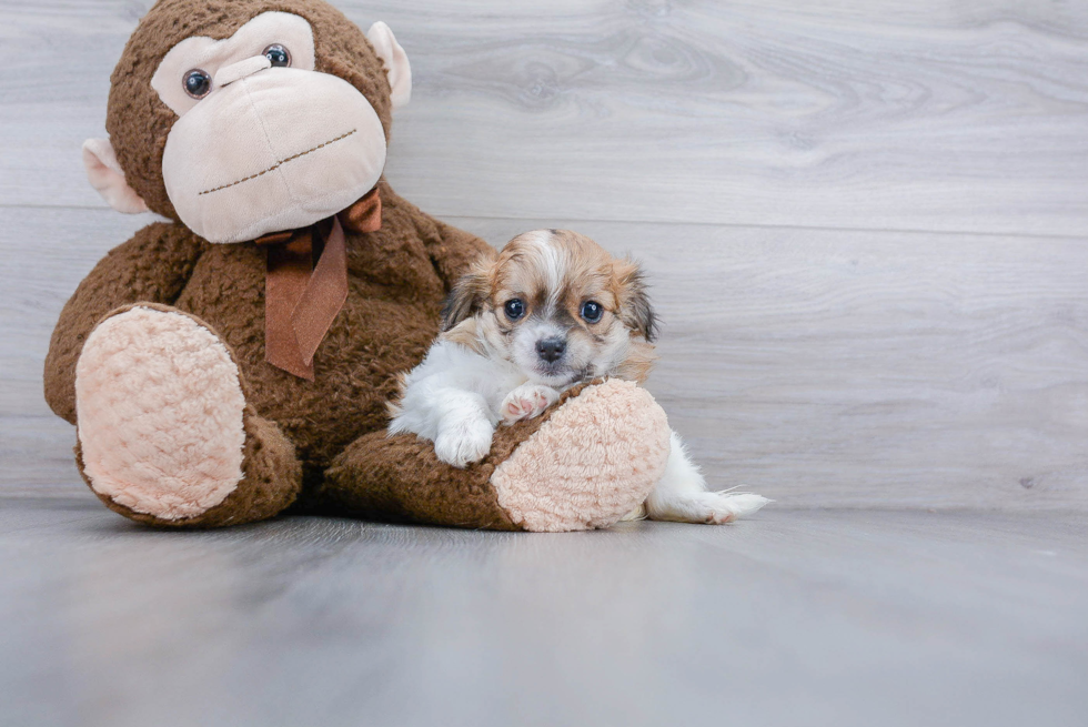 Popular Havanese Baby