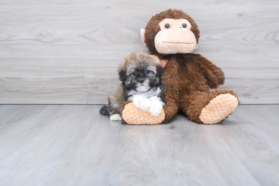 Funny Havanese Baby