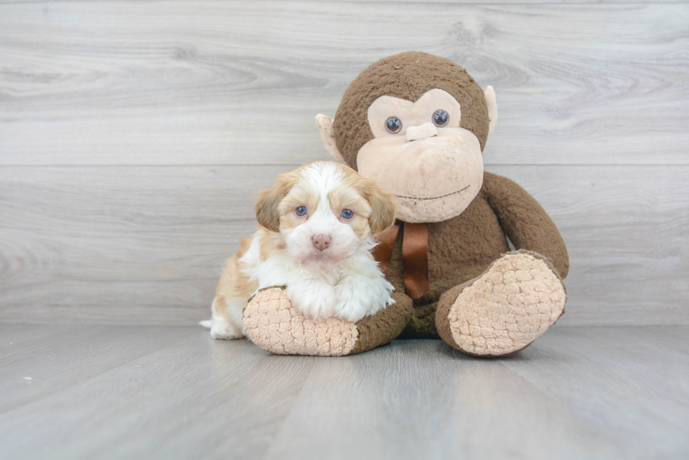 Cute Havanese Purebred Puppy