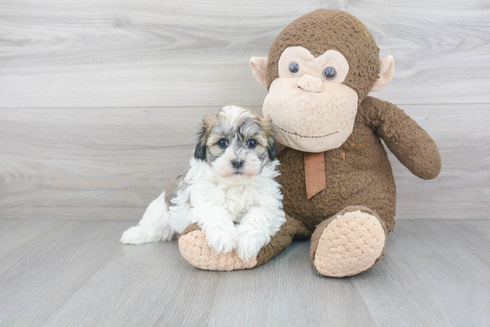 Energetic Havanese Purebred Puppy