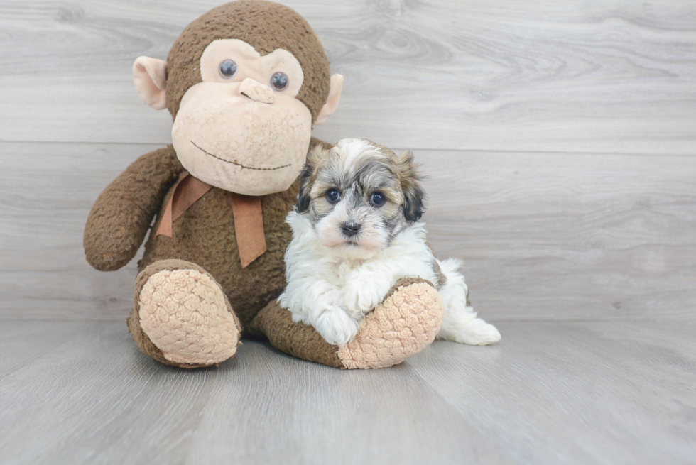 Havanese Puppy for Adoption