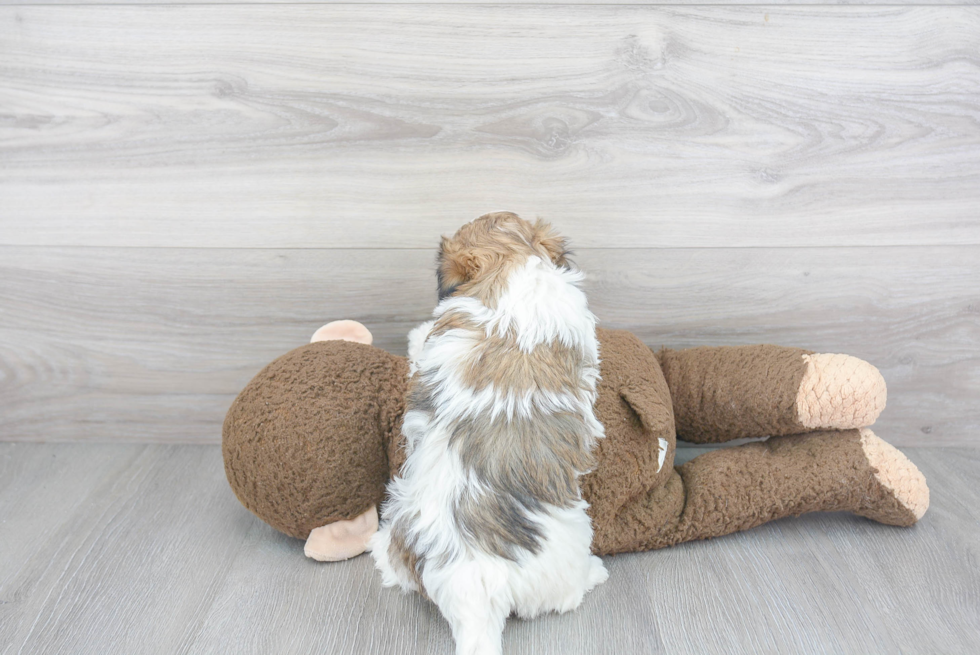 Friendly Havanese Purebred Pup