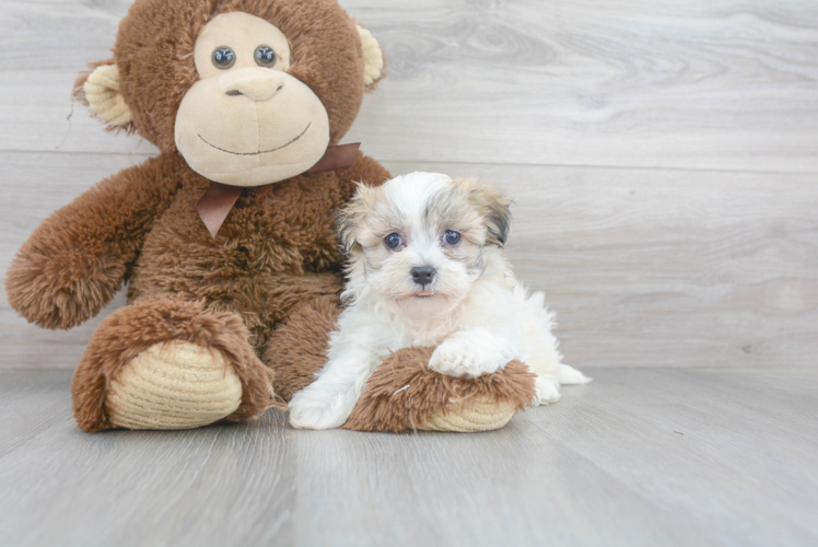 Havanese Puppy for Adoption