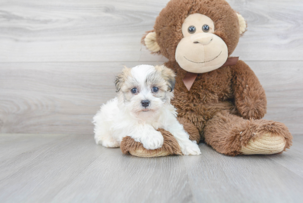 Best Havanese Baby