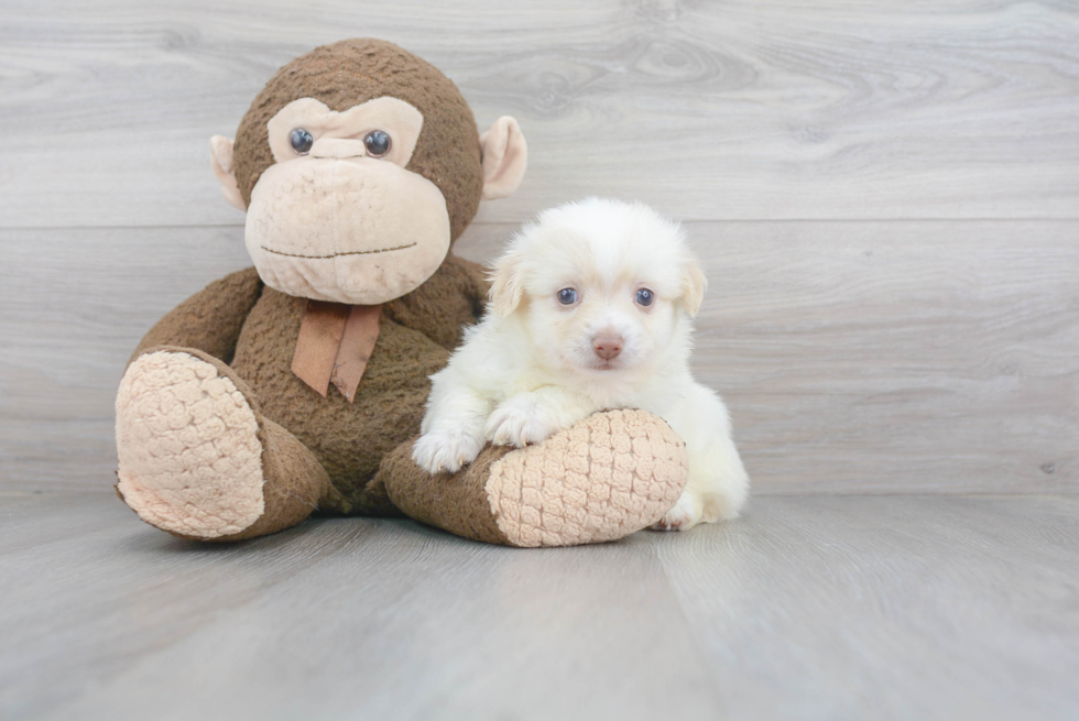 Small Havanese Baby