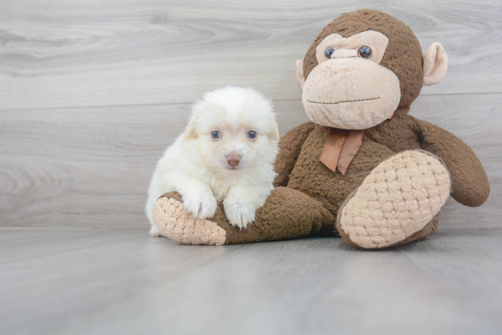 Havanese Puppy for Adoption