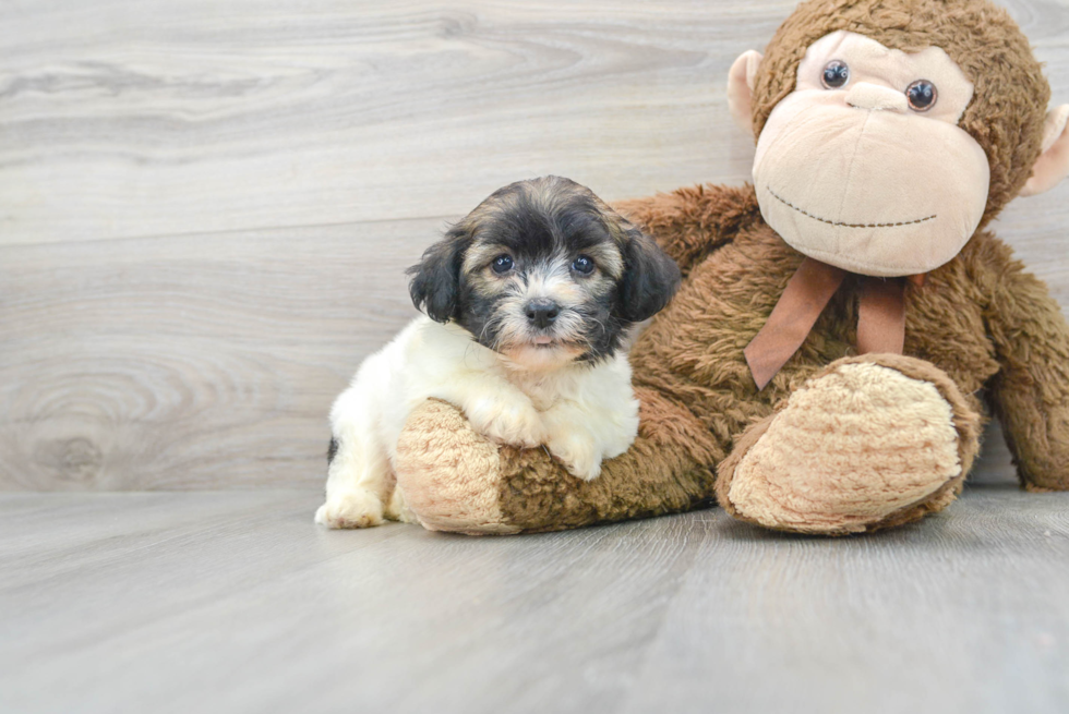 Havanese Pup Being Cute