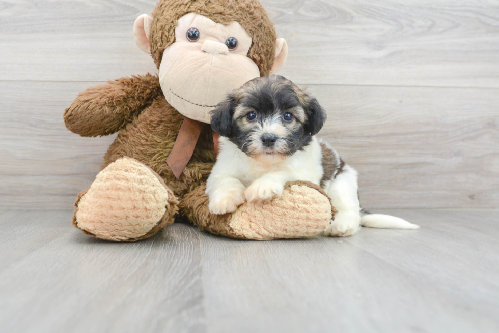 Small Havanese Baby