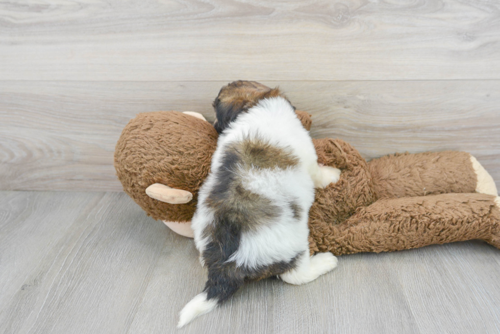 Smart Havanese Purebred Puppy