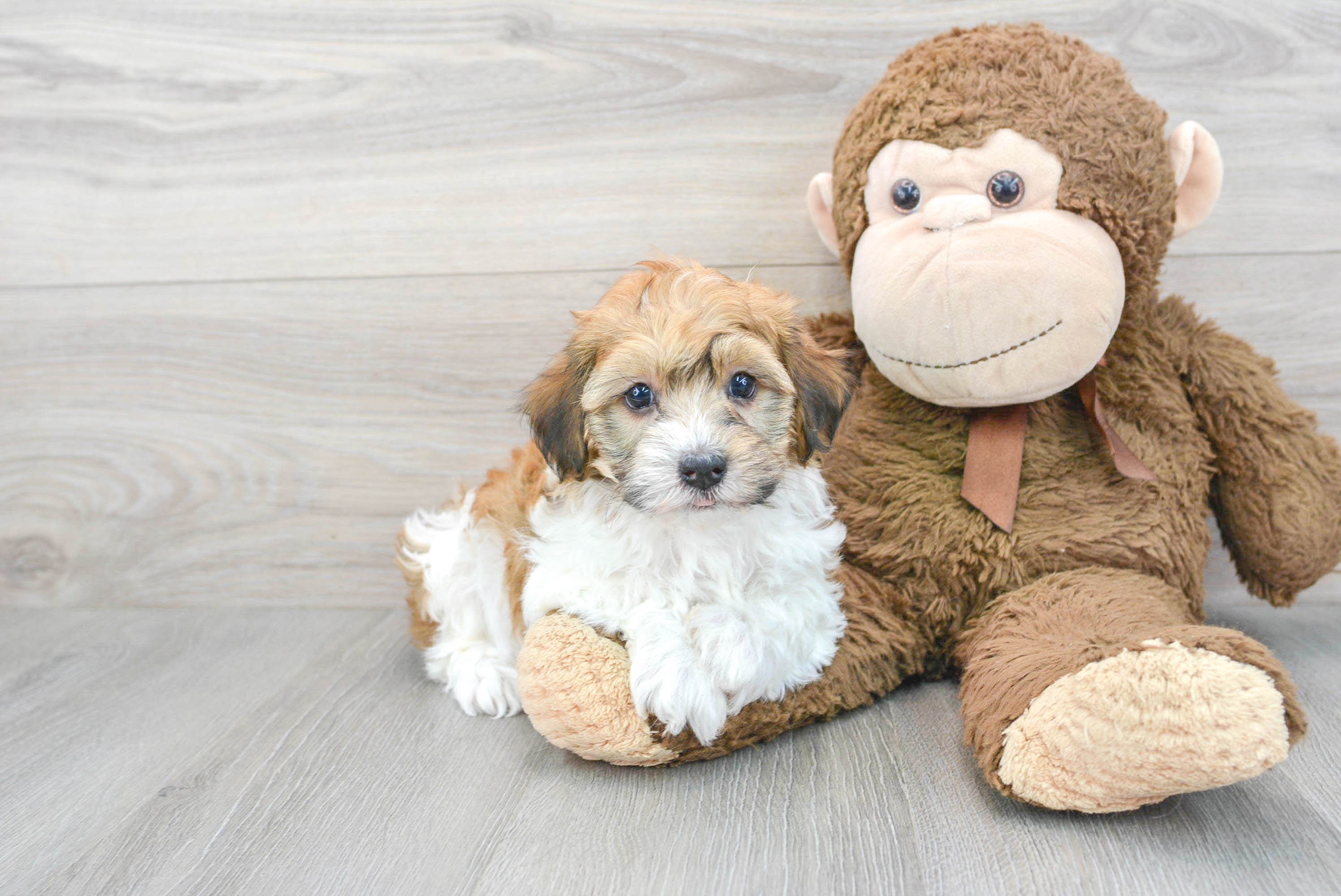 Best Havanese Baby