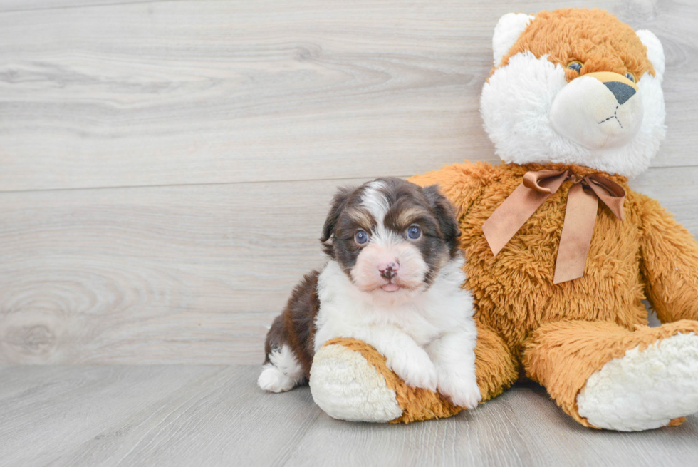 Popular Havanese Baby