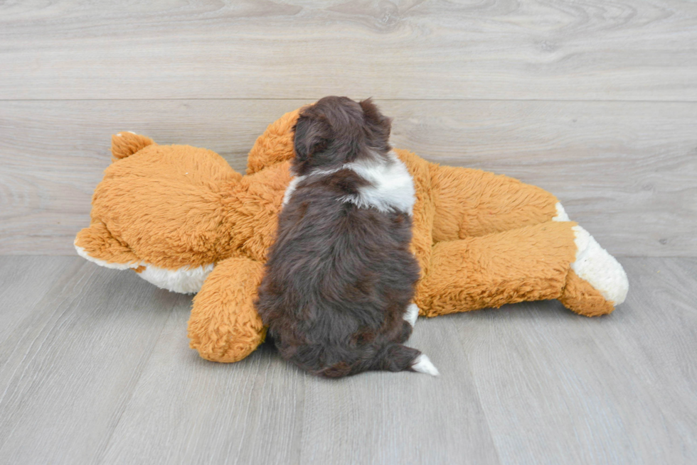Cute Havanese Purebred Puppy