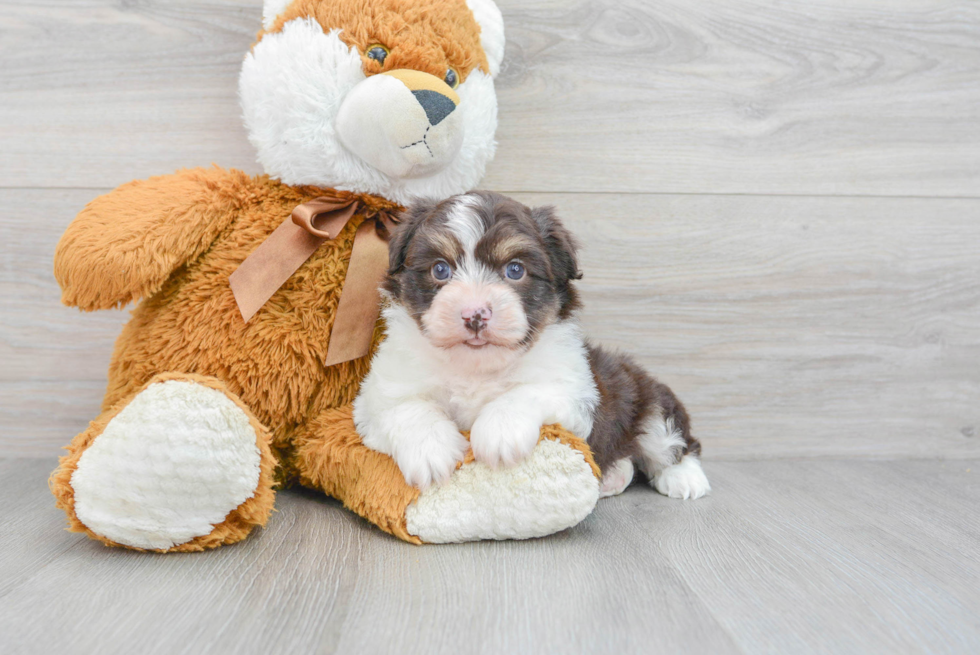 Energetic Havanese Purebred Puppy