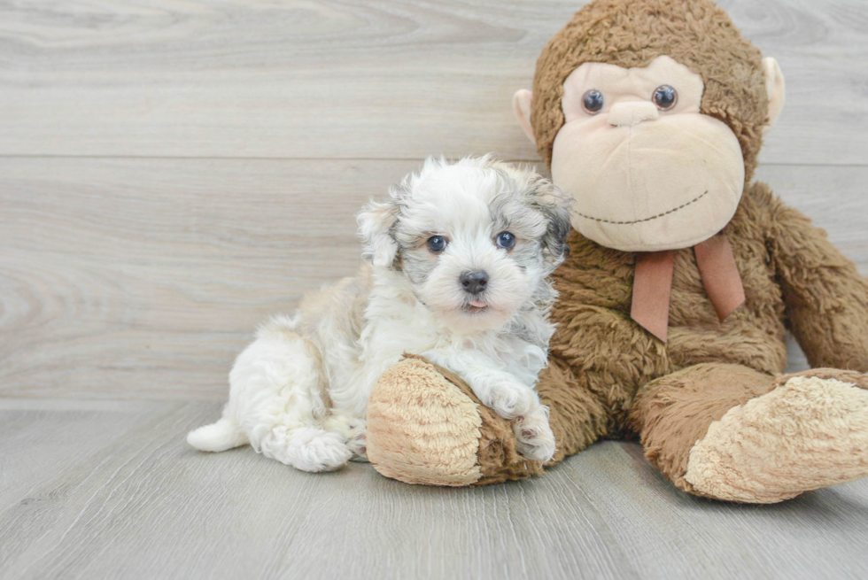 Hypoallergenic Havanese Baby