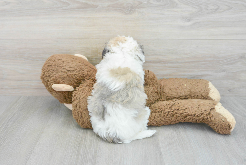 Popular Havanese Purebred Pup