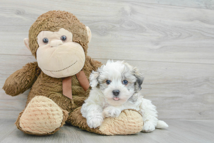 Havanese Puppy for Adoption