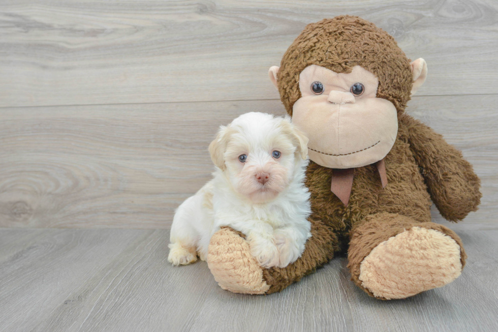 Havanese Pup Being Cute