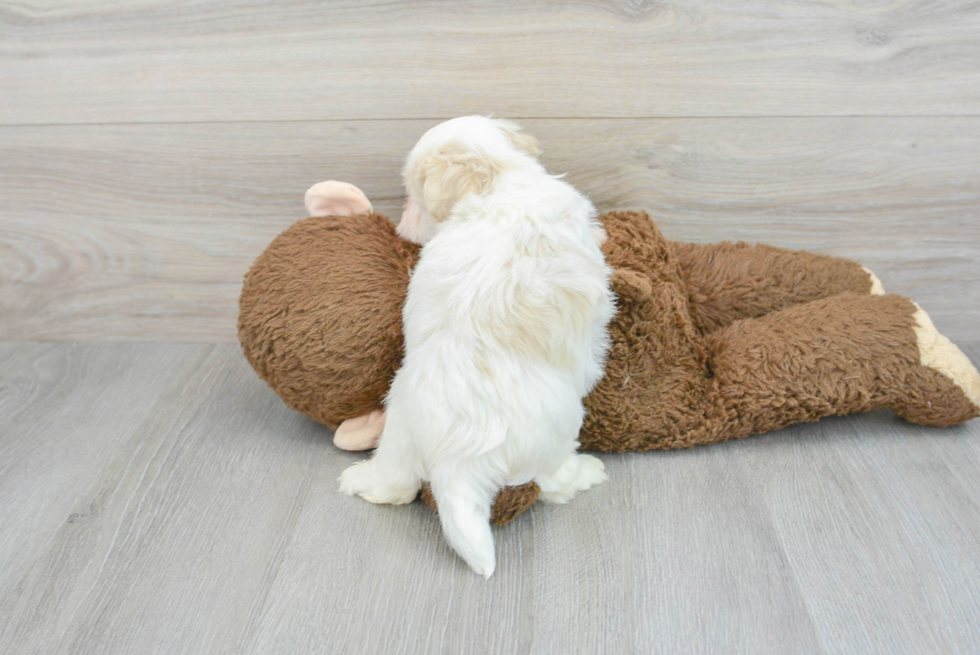 Havanese Pup Being Cute