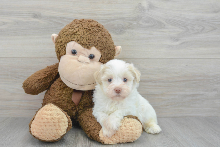 Havanese Pup Being Cute