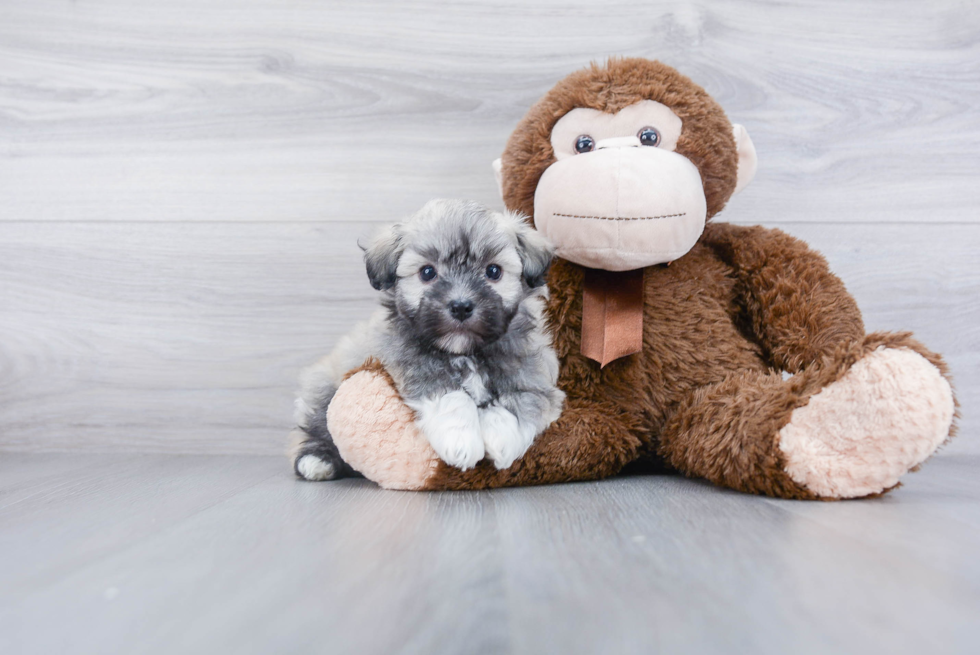 Havanese Puppy for Adoption