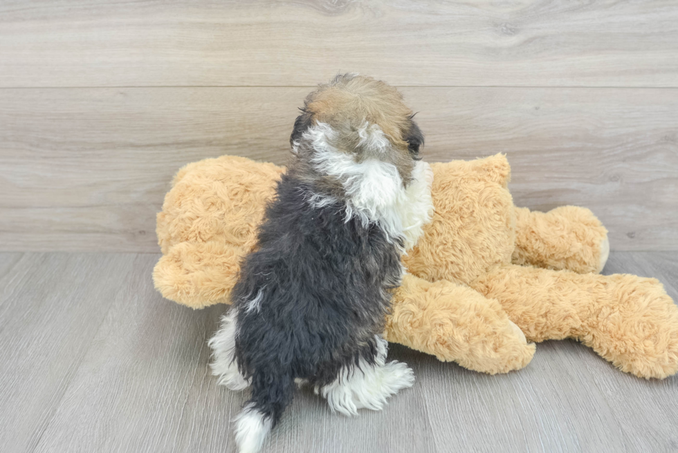 Best Havanese Baby
