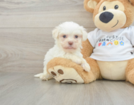 8 week old Havanese Puppy For Sale - Premier Pups