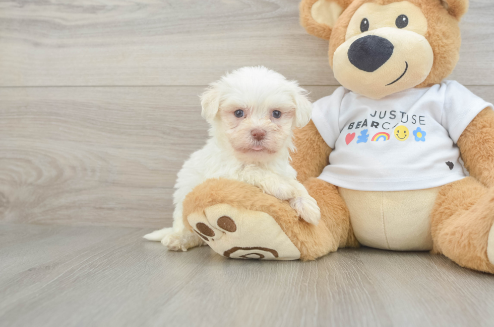6 week old Havanese Puppy For Sale - Premier Pups