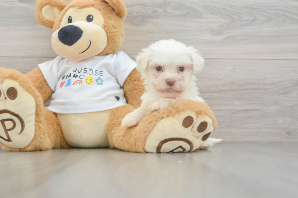 5 week old Havanese Puppy For Sale - Premier Pups