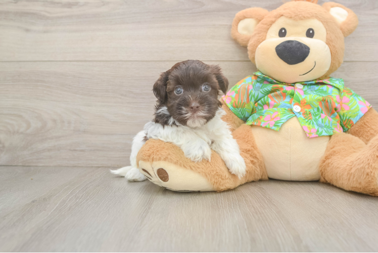 Fluffy Havanese Cuban Bichon Purebred Puppy